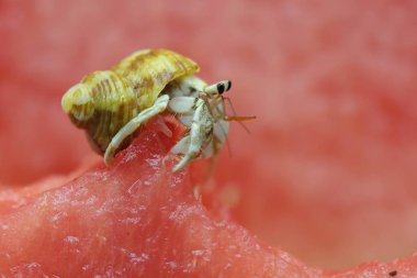 Bir keşiş yengeci (Paguroidea sp) karpuzun üzerinde yavaşça yürüyor.