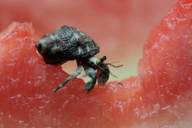 Bir keşiş yengeci (Paguroidea sp) karpuzun üzerinde yavaşça yürüyor.