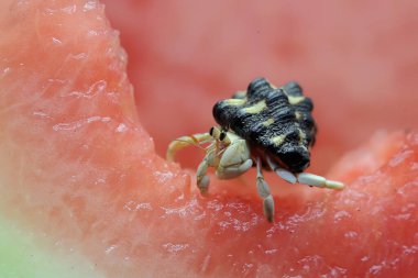Bir keşiş yengeci (Paguroidea sp) karpuzun üzerinde yavaşça yürüyor.