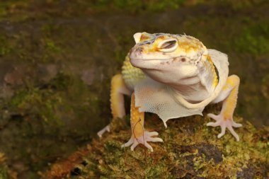 Bir leopar kertenkelesi (Eublepharis macularius) kendine özgü bir şekilde poz verir.