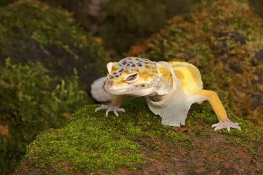 Bir leopar kertenkelesi (Eublepharis macularius) kendine özgü bir şekilde poz verir.