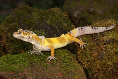 Bir leopar kertenkelesi (Eublepharis macularius) kendine özgü bir şekilde poz verir.
