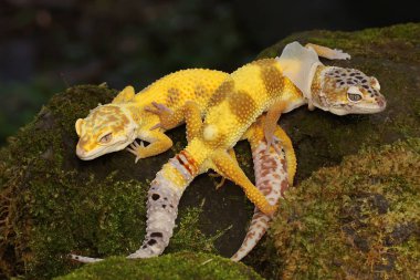 Bir çift leopar kertenkelesi çiftleşmeye hazırlanıyor. Çekici renklere sahip sürüngenlerin bilimsel adı Eublepharis macularius 'dur.. 