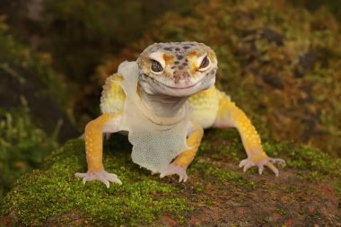 Bir leopar kertenkelesi (Eublepharis macularius) kendine özgü bir şekilde poz verir.