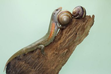 Sıradan bir güneş lekesi yetişkin günlük aktivitelerine başlamadan önce güneşleniyor. Bu sürüngenin bilimsel adı Mabouya multifasciata.. 