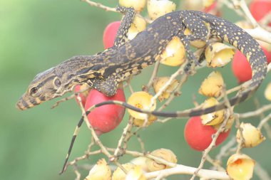 Bebek kurtarıcı kertenkele (Varanus kurtarıcısı) günlük aktivitelerine başlamadan önce güneşleniyor. 