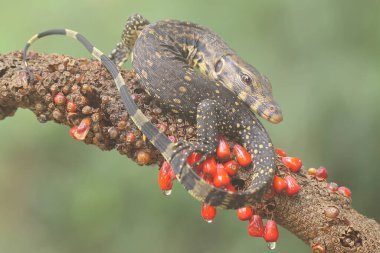 Bebek kurtarıcı kertenkele (Varanus kurtarıcısı) günlük aktivitelerine başlamadan önce güneşleniyor. 