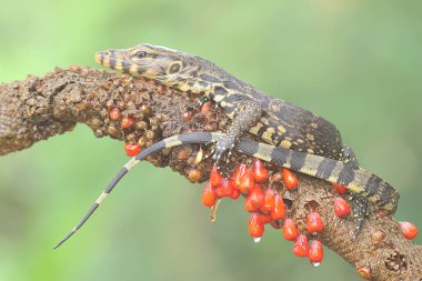 Bebek kurtarıcı kertenkele (Varanus kurtarıcısı) günlük aktivitelerine başlamadan önce güneşleniyor. 