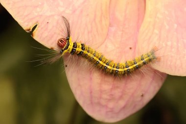 Bir tırtıl çalılıklarda yiyecek arıyor.. 