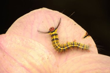 Bir tırtıl çalılıklarda yiyecek arıyor.. 