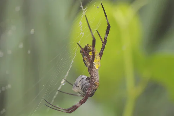 Une Araignée Espèce Argiope Appensa Attaque Insecte Piégé Dans Toile — Photo