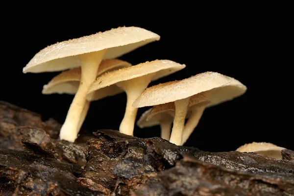 Collection Wild Mushrooms Type Lentinus Thrives Rotting Tree Trunks Mushroom — Fotografia de Stock