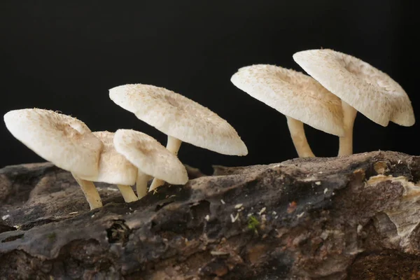Collection Wild Mushrooms Type Lentinus Thrives Rotting Tree Trunks Mushroom — Stockfoto