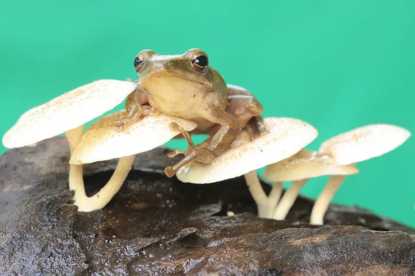 개구리는 곰팡이로 뒤덮인 나무줄기에 줄무늬 개구리로 도알려져 개구리는 Polypedates Leucomystax — 스톡 사진