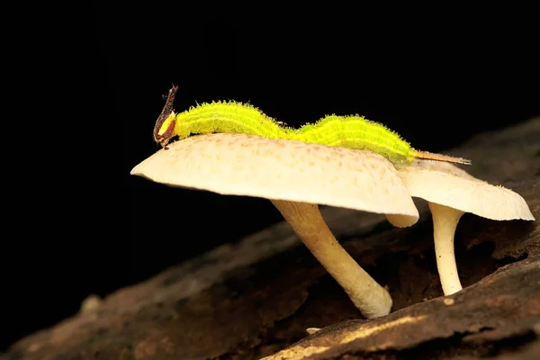 Green Caterpillar Resting Wild Fungus Caterpillar Passing Complete Metamorphosis Become — Stockfoto