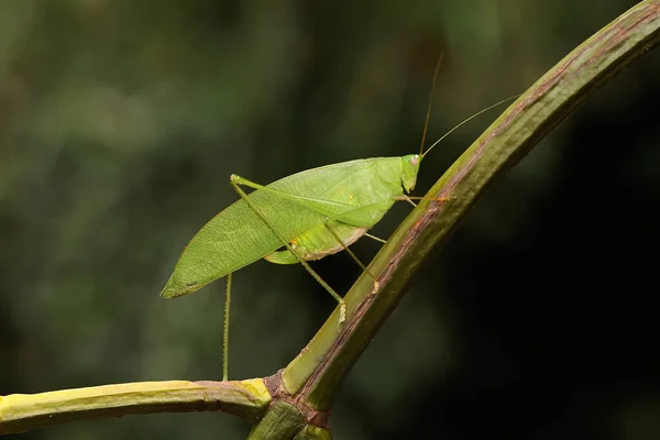 Adult Long Legged Grasshopper Foraging Bushes Insect Has Scientific Name — 图库照片