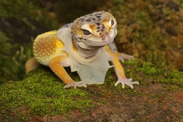 Bir leopar kertenkelesi (Eublepharis macularius) kendine özgü bir şekilde poz verir.