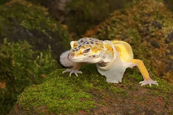 Bir leopar kertenkelesi (Eublepharis macularius) kendine özgü bir şekilde poz verir.