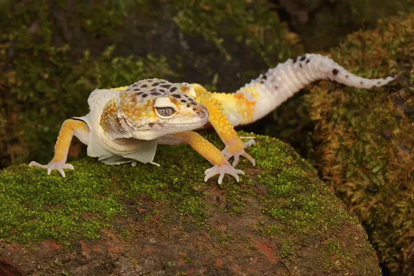 Bir leopar kertenkelesi (Eublepharis macularius) kendine özgü bir şekilde poz verir.