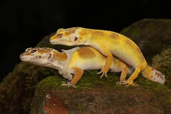 Par Leopardos Estão Preparar Para Acasalar Répteis Com Cores Atraentes — Fotografia de Stock