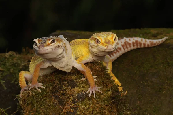 Bir çift leopar kertenkelesi çiftleşmeye hazırlanıyor. Çekici renklere sahip sürüngenlerin bilimsel adı Eublepharis macularius 'dur.. 