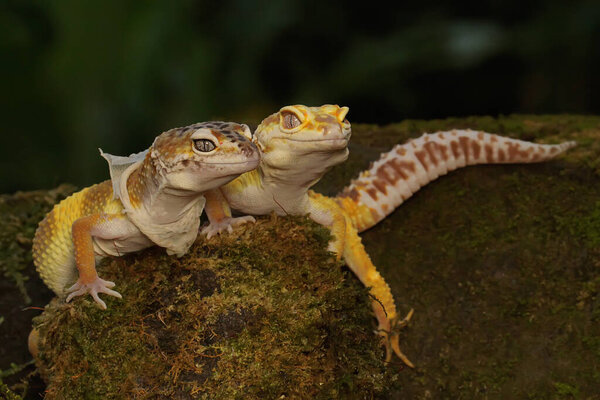 Пара леопардовых гекконов готовится к спариванию. Рептилии с привлекательными цветами имеют научное название Eublepharis macularius. 