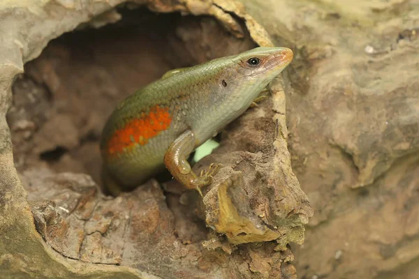 Adulto Skink Comum Sol Está Tomando Sol Antes Começar Suas — Fotografia de Stock