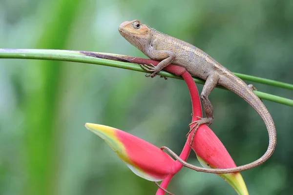 าในสวนตะว นออกก งอาบแดด อยคลานน อทางว ทยาศาสตร Calotes Versicolor — ภาพถ่ายสต็อก