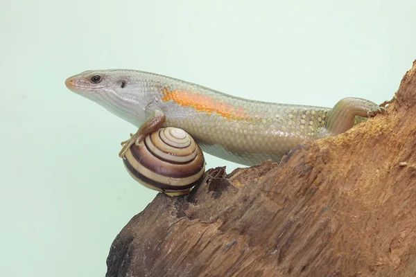 Common Sun Skink Adult Sunbathing Starting His Daily Activities Reptile — Stock Photo, Image