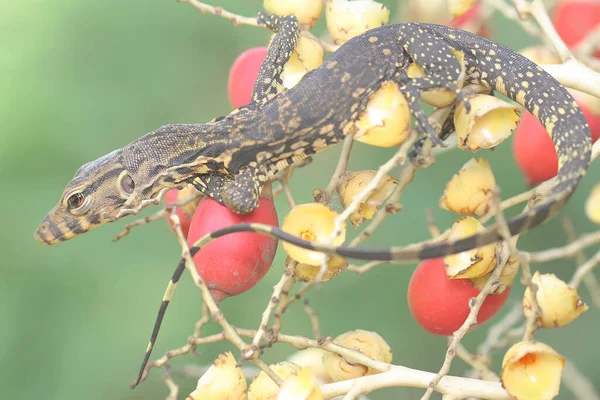 Bebek kurtarıcı kertenkele (Varanus kurtarıcısı) günlük aktivitelerine başlamadan önce güneşleniyor. 