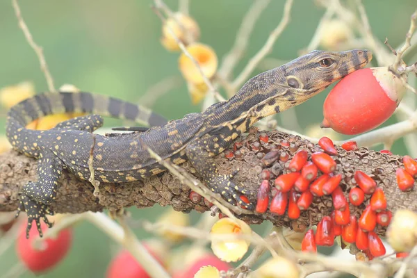 Bebek kurtarıcı kertenkele (Varanus kurtarıcısı) günlük aktivitelerine başlamadan önce güneşleniyor. 