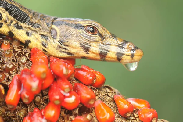 Μια Σαύρα Παρακολούθησης Baby Salvator Varanus Salvator Κάνει Ηλιοθεραπεία Πριν — Φωτογραφία Αρχείου