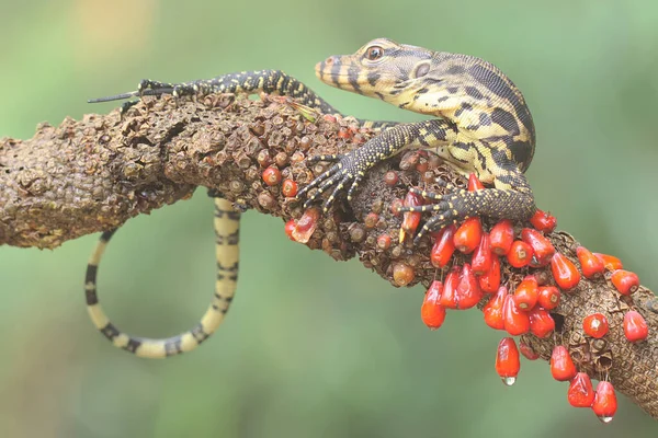 Bebek kurtarıcı kertenkele (Varanus kurtarıcısı) günlük aktivitelerine başlamadan önce güneşleniyor. 