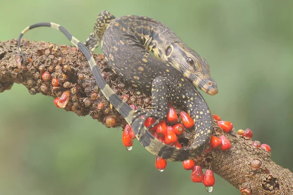 Bebek kurtarıcı kertenkele (Varanus kurtarıcısı) günlük aktivitelerine başlamadan önce güneşleniyor. 
