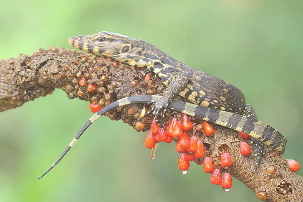 Bebek kurtarıcı kertenkele (Varanus kurtarıcısı) günlük aktivitelerine başlamadan önce güneşleniyor. 