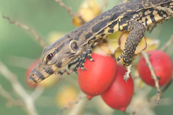 Bebek kurtarıcı kertenkele (Varanus kurtarıcısı) günlük aktivitelerine başlamadan önce güneşleniyor. 