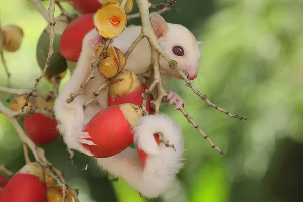 Albino Sugar Glider Petaurus Breviceps Looking Food Palm Grove — Foto Stock