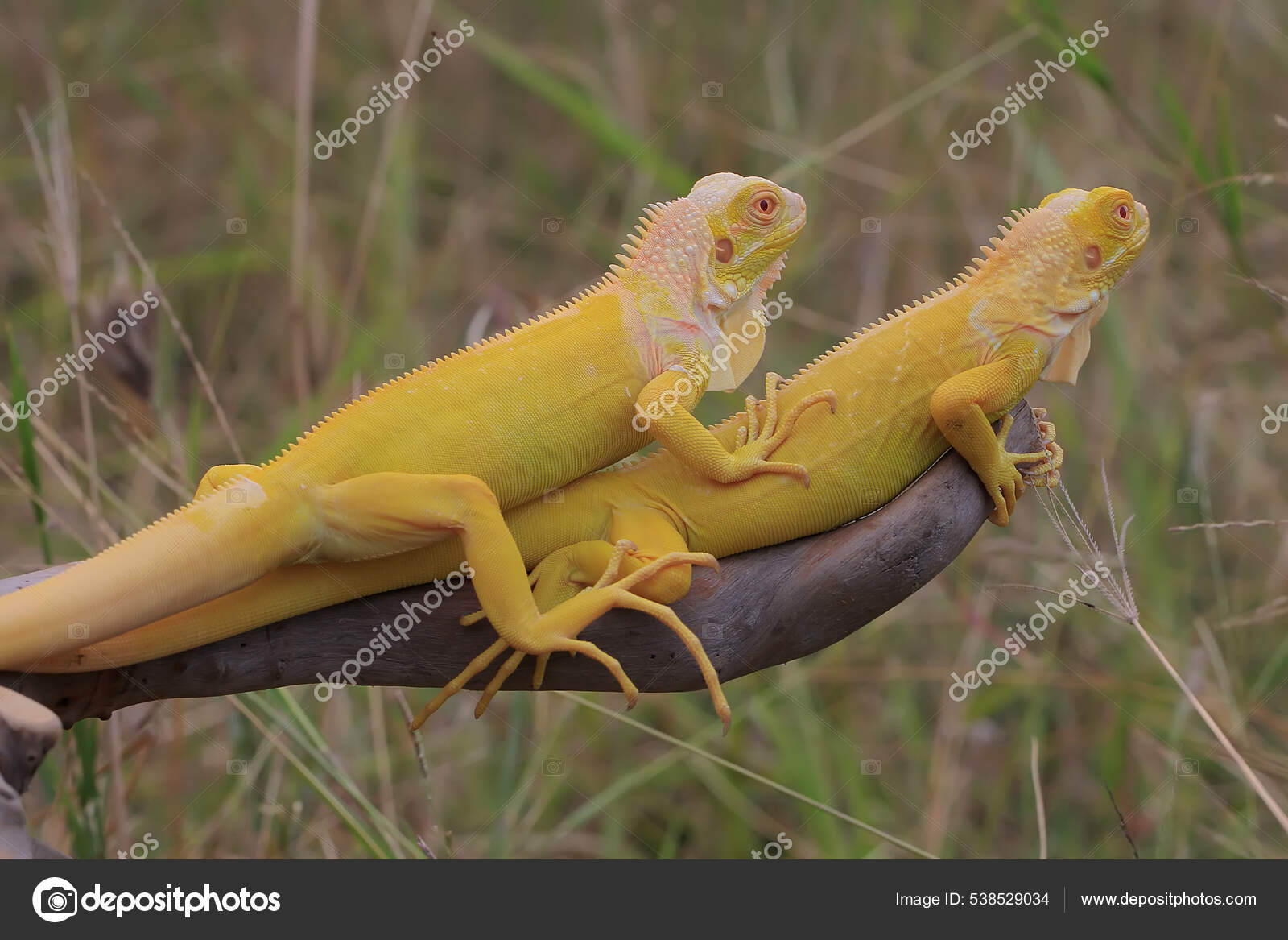 Dos Iguanas Color Amarillo Brillante Estaban Tomando Sol — Foto de ...