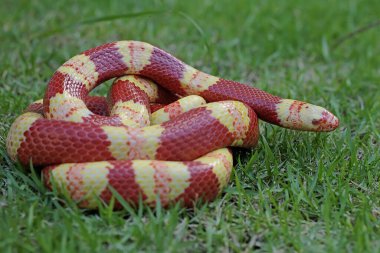 Baskın kırmızı tuğla ve sarı (Lampropeltis sp) kombinasyonuna sahip bir kral yılanı çimenlerde avını arar..