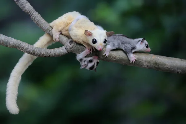 Aliante Madre Zucchero Alla Ricerca Cibo Mentre Tiene Suoi Due — Foto Stock