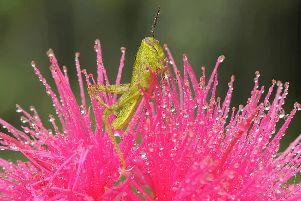 Joven Saltamontes Descansa Sobre Una Flor Manzana Malaya Rosa Plena —  Fotos de Stock