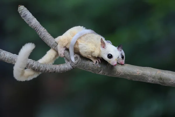 Mother Sugar Glider Looking Food While Holding Her Two Babies — Stock Photo, Image