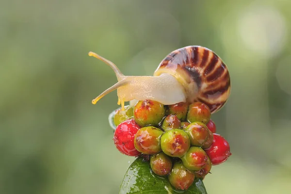 Petit Escargot Nourrit Dans Les Buissons — Photo