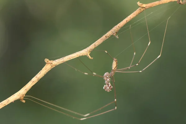 Uma Aranha Pernas Longas Carrega Seus Ovos Onde Quer Que — Fotografia de Stock