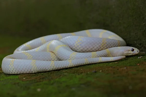 Краса Королівської Змії Lampropeltis Білою Основою Жовтими Варіаціями — стокове фото