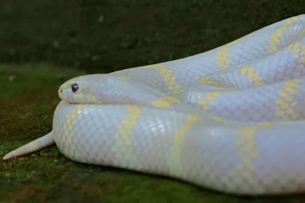 Schönheit Einer Königsnatter Lampropeltis Mit Weißer Basis Und Gelben Variationen — Stockfoto