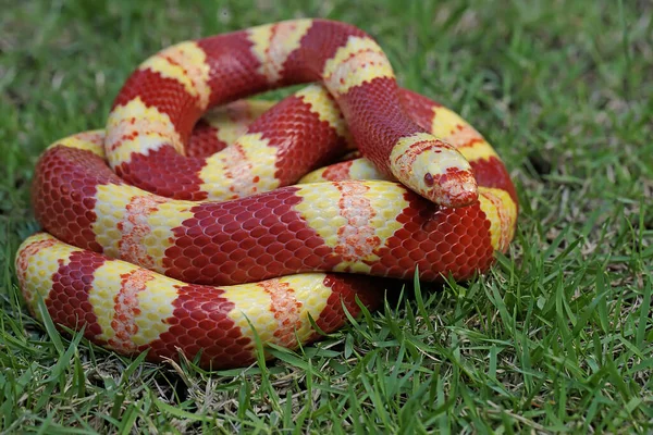 Baskın kırmızı tuğla ve sarı (Lampropeltis sp) kombinasyonuna sahip bir kral yılanı çimenlerde avını arar..