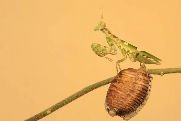 一只祈祷的螳螂在叶子上玩耍 — 图库照片