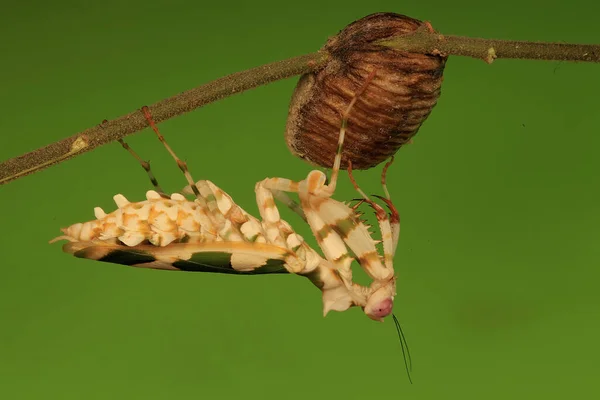 Una Mantis Flor Africana Está Buscando Presas Una Rosa Plena — Foto de Stock