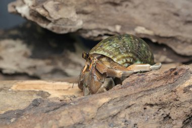 Bir keşiş yengeci (Paguroidea sp) tahtada.